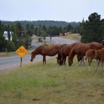 Wild Horses Ruidoso